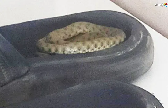 Elazığ'da yılanların apartmanlara girmesi endişe yarattı: Uzmanlar bilgilendirdi!