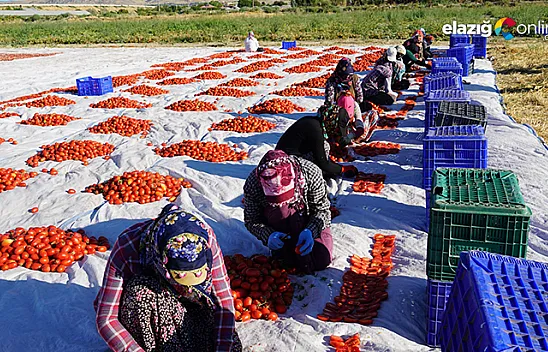 Elazığ'ın domatesi kurutulup dünyaya gönderiliyor