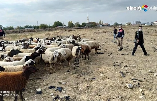 Kayıp koyun sürüsü 10 kilometre uzakta bulundu