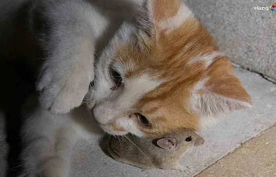 Elazığ'da kedi ile fare arasındaki eğlenceli anlar gülümsetti