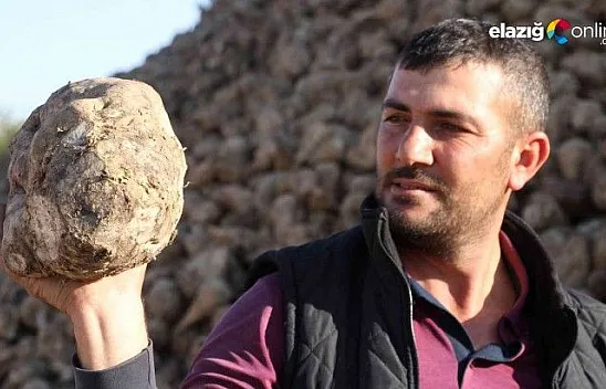 Kuraklık şeker pancarını da vurdu, üretim yüzde 8 azaldı