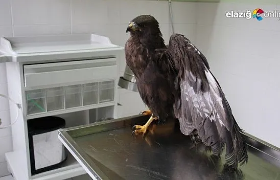 Silahla vurulan kartal kurtuldu, atmaca ise telef oldu