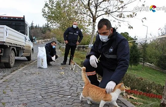 Sokağa çıkma kısıtlamasında sokak hayvanları unutulmadı