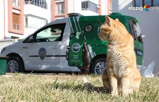 Sokak hayvanlarının imdadına polis yetişti