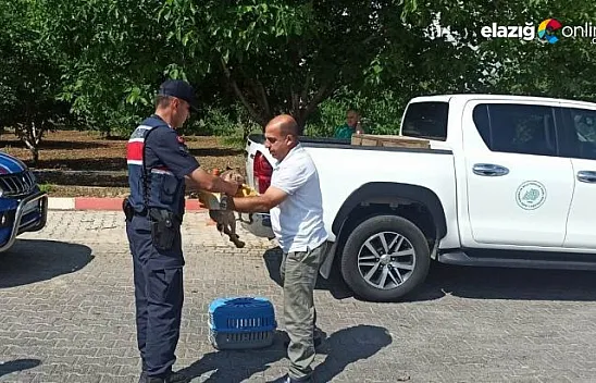 Yaralı atmaca ve tavşana jandarmadan şefkat eli