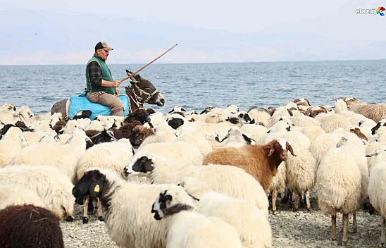 Yaylacıların hayatı, belgeselleri aratmadı