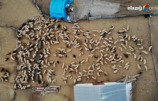 Yüzlerce kuzunun anneleriyle duygusal buluşması