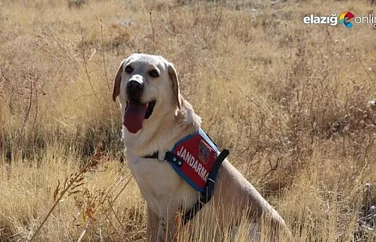 83 yaşındaki kayıp kadını iz takip köpeği 'Dost' buldu