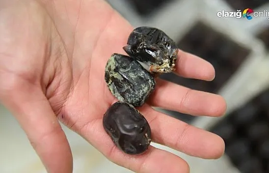 Bozuk ve küflenmiş 1,5 ton hurma ele geçirildi