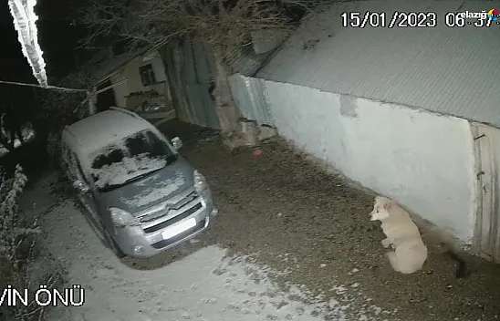 Depreme uykusunda yakalanan köpeğin o anları kamerada