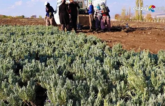 Doğu Anadolu Bölgesi'nin en büyük lavanta bahçesi Elazığ'da kuruldu