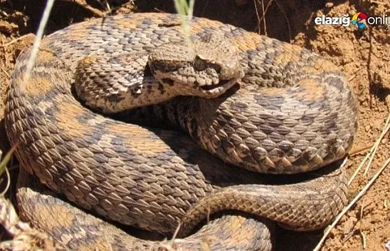 Dünya'nın en zehirli yılanları Şanlıurfa'da görüldü