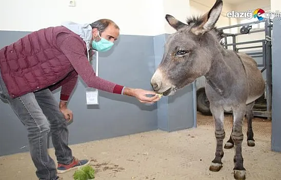 Gözleri görmeyen eşek, kurtarılarak tedavi altına alındı