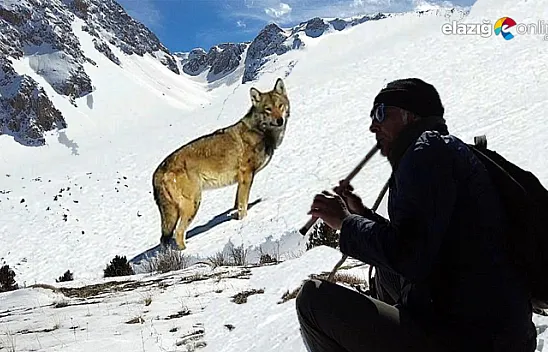 Karlı arazide kurda kaval dinletisi