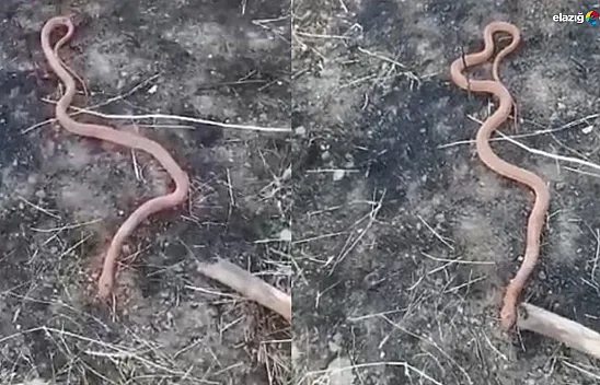 'Kobra mı piton mu' diyaloğu gülümsetti