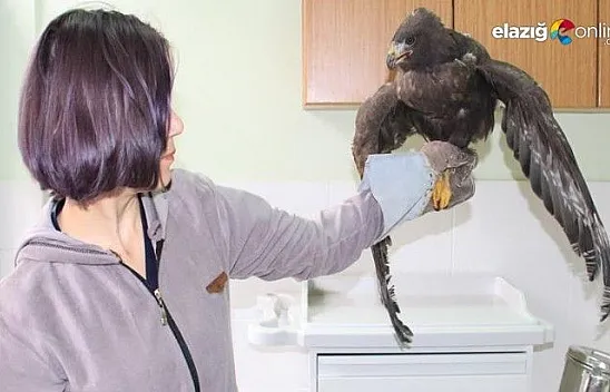 Silahla vurulan kartal kurtuldu, atmaca ise telef oldu