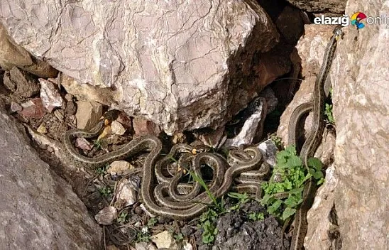 Sürü halinde güneşlenen yılanlar Brezilya'nın 'Yılan Adası'nı andırıyor