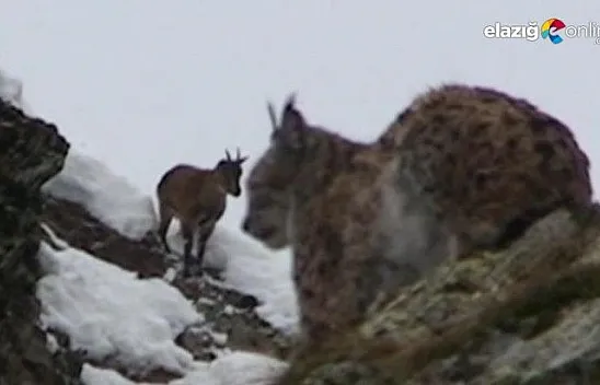 Vaşak ile dağ keçilerini aynı karede görüntüledi