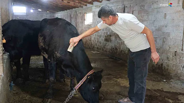 Tarım Bakanlığı'nın Etçi Irk Projesi Elazığ'da İlk Meyvesini Verdi!