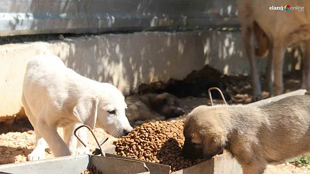 'Barınak davası' karara bağlandı!
