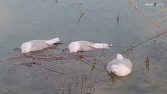 Binlerce martı telef oldu! Bölge halkı endişeli