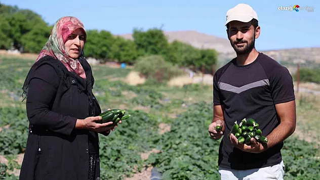 Elazığ'da Örnek Girişim: Doğal Salatalıkla Hem Geçim Hem Eğitim!