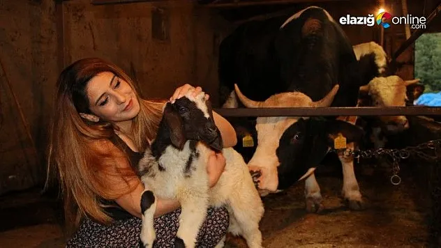 15 bin liralık düveyi alana kuzu hediye