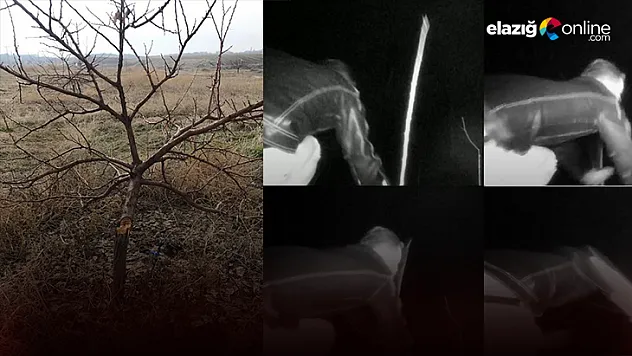 17 bin TL harcadı, ağaçlarını keseni fotokapanla yakaladı