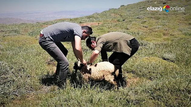 2 bin rakımda dikenli tellere takılan kuzuyu haberciler kurtardı