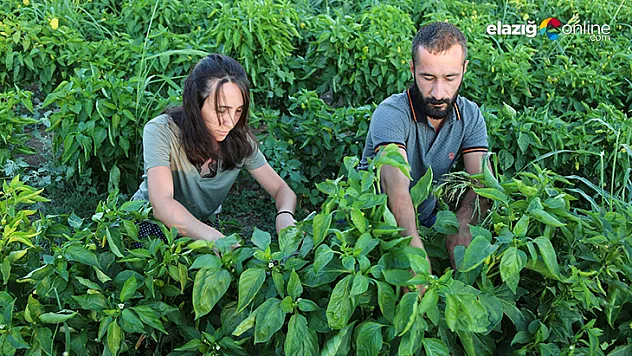 20 dönümlük 'İyilik' bostanı