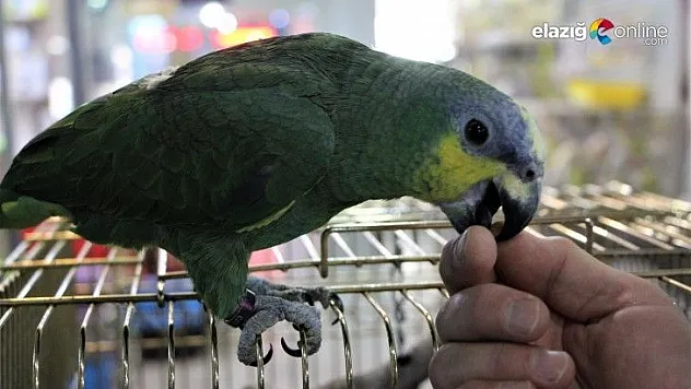 20 kelime söyleyen papağan ilgi görüyor