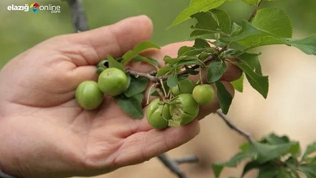 Ceviz büyüklüğündeki dolu, bahçelere zarar verdi