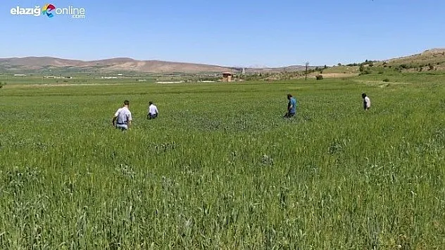 Gıda Tarım'ın zararlılar ile mücadelesi sürüyor