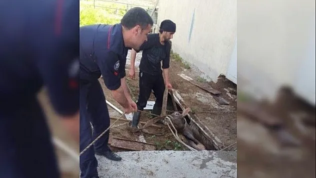 Kuyuya düşen ineği itfaiye kurtardı!