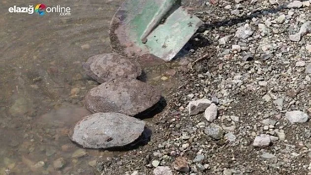 Kaplumbağalar nakledildi çalışma öyle başladı