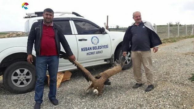 Keban'da Akbaba Şaşkınlığı!