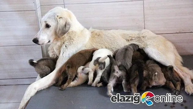 Köpek'ten 'annelik' dersi