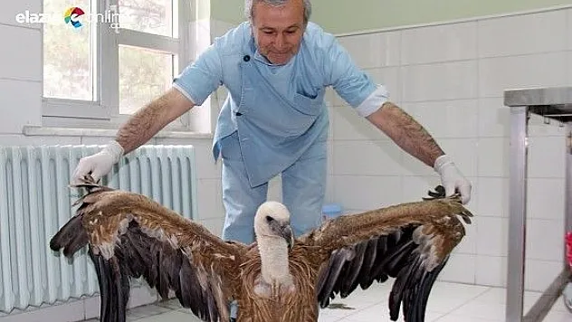 Vurulan akbaba tedavi altına alındı