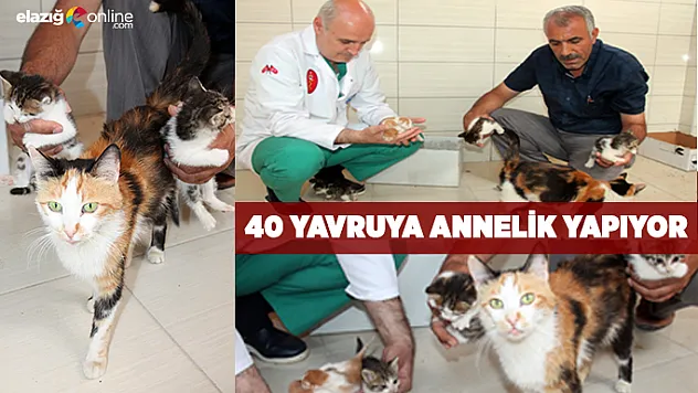 40 yavruya annelik yapıyor!