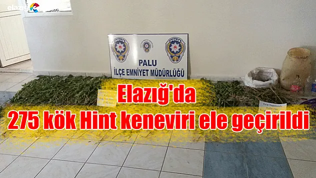 Elazığ'da 275 kök Hint keneviri ele geçirildi