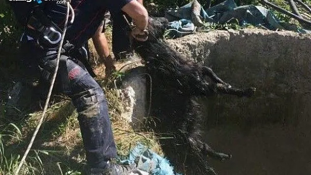 Elazığ'da keçi kurtarma operasyonu