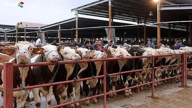Et fiyatları canlı hayvan pazarını vurdu