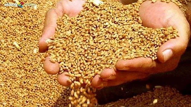 Hasat başladı, hububatta verim arttı