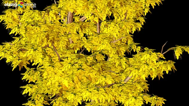 İştahsızlık artık problem değil!