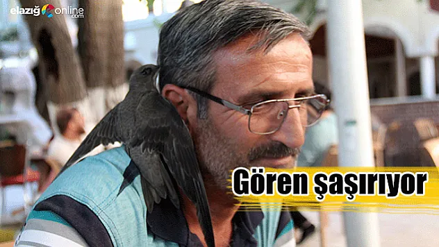3,5 yıldır ebabil kuşu omzunda geziyor