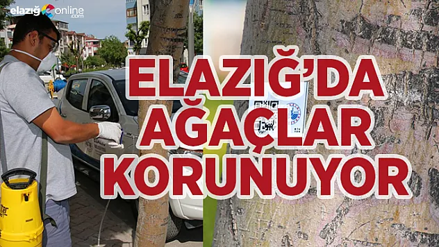 Elazığ'da ağaçlar korunuyor