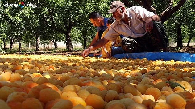 Kayısı üreticilerinin yüzü gülüyor