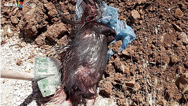 Koruma altındaki kirpileri öldürdüler, tazminat ödeyecekler