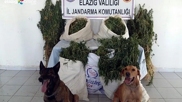 Bin 226 kök hint keneviri ile 13 kilo esrar ele geçirildi. 