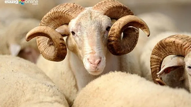 Elazığ'da 5 ayrı noktada kurban satışı gerçekleşecek